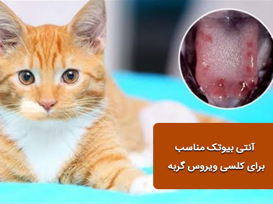 آنتی‌بیوتیک مناسب برای کلسی‌ویروس گربه؛ چه دارویی واقعاً مؤثر است؟