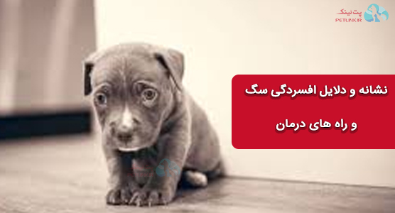 افسردگی در سگها، علائم، درمان و علل مهم و لازم بررسی