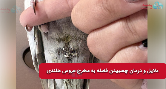 دلایل و درمان چسبیدن مدفوع به پشت عروس هلندی