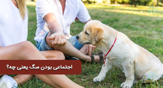 اجتماعی بودن سگ از دید رفتارشناسی و اهمیت آن