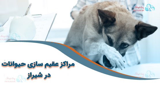 معرفی مراکز عقیم‌سازی حیوانات خانگی در شیراز + نکات کاربردی