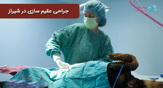 پیدا کردن بهترین مراکز برای جراحی عقیم کردن حیوانات در شیراز 
