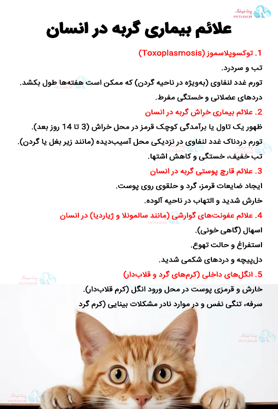 علائم بیماری های گربه در انسان | انگل گربه، قارچ پوستی، توکسوپلاسموز، سالمونلا و بیماری های گوارشی و خراش گربه