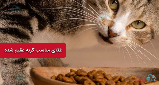 غذای مناسب گربه عقیم شده | تغذیه اصولی بعد از عقیم‌سازی