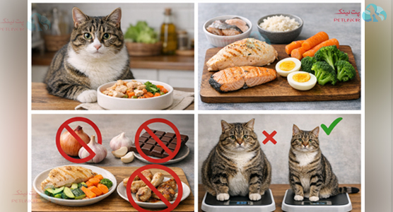 مواد غذایی ممنوع برای گربه عقیم شده و غذاهای مناسب 