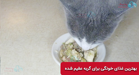 مواد غذایی مجاز در غذای خونگی گربه عقیم شده