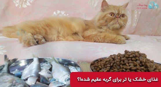 غذای خشک یا غذای تر برای گربه عقیم شده؟