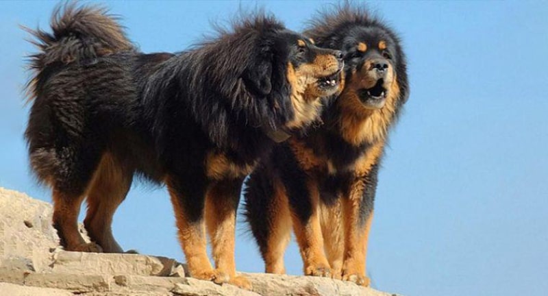 ویژگی های ظاهری سگ تبتی غول پیکر | سگ تبتی وحشی