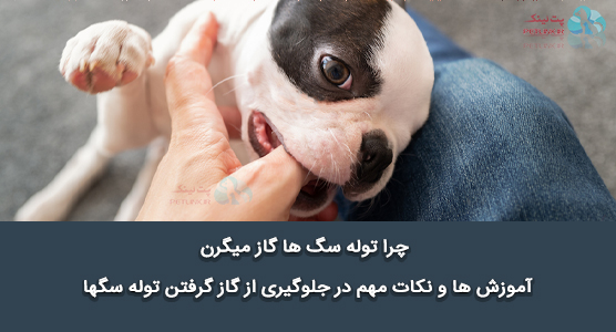 چرا توله سگ ها زیاد گاز میگیرن ؟ همراه با آموزش متخصصان