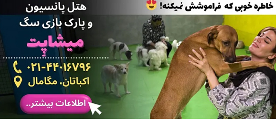 پانسیون حیوانات غرب تهران | میشاپت هتل پانسیون و پارک بازی سگ غرب 