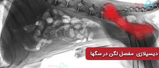 دیسپلازی  مفصل لگن در سگها از جلوگیری تا تشخیص و درمان