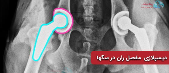 دیسپلازی مفصل ران در سگها | آشنایی با جراحی دیسپلاز در سگها