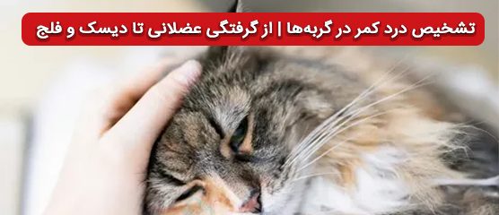 تشخیص درد کمر در گربه‌ها | تفاوت آسیب ستون فقرات، لخته خون و عفونت