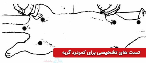 تست های تشخیص برای اسیب کمر گربه و انواع درد کمر در گربه ها