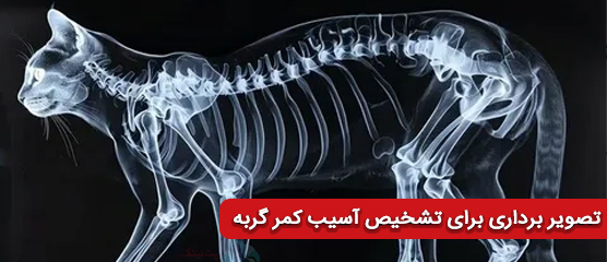 تصویربرداری از گربه برای تشخیص آسیب کمر گربه و درد کمر در گربه ها