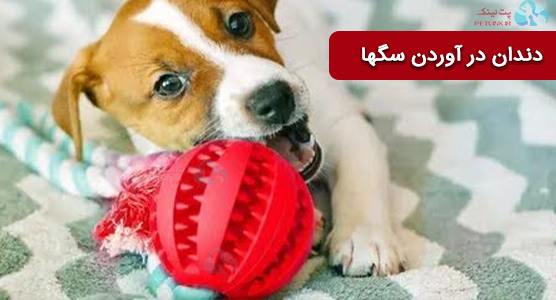 دندان در آوردن در سگ ها ایا سگها با دندان به دنیا میآیند؟ | دندان شیری و دائمی در سگها