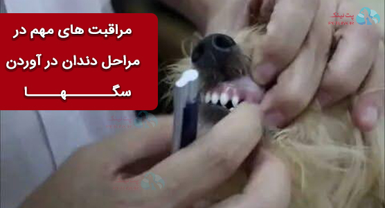 مراقبت های مهم در مراحل رشد دندان سگ 