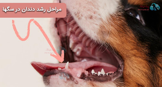 دلیل ریختن دندان سگ | شناخت مراحل رشد دندان شیری و دائمی سگها 