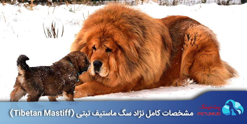 نژاد ماستیف تبتی (Tibetan Mastiff)  | پت لینک