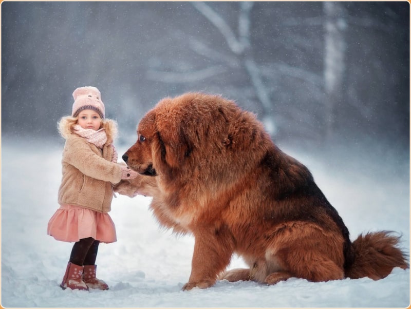 قیمت سگ ماستیف تبتی (Tibetan Mastiff) | خرید ماستیف تبتی در ایران