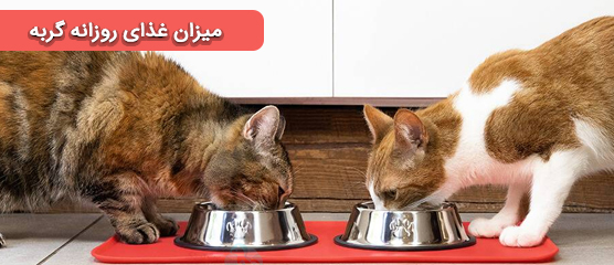 میزان غذای روزانه گربه ها با توجه به سن و جدول کالری برای گربه ها