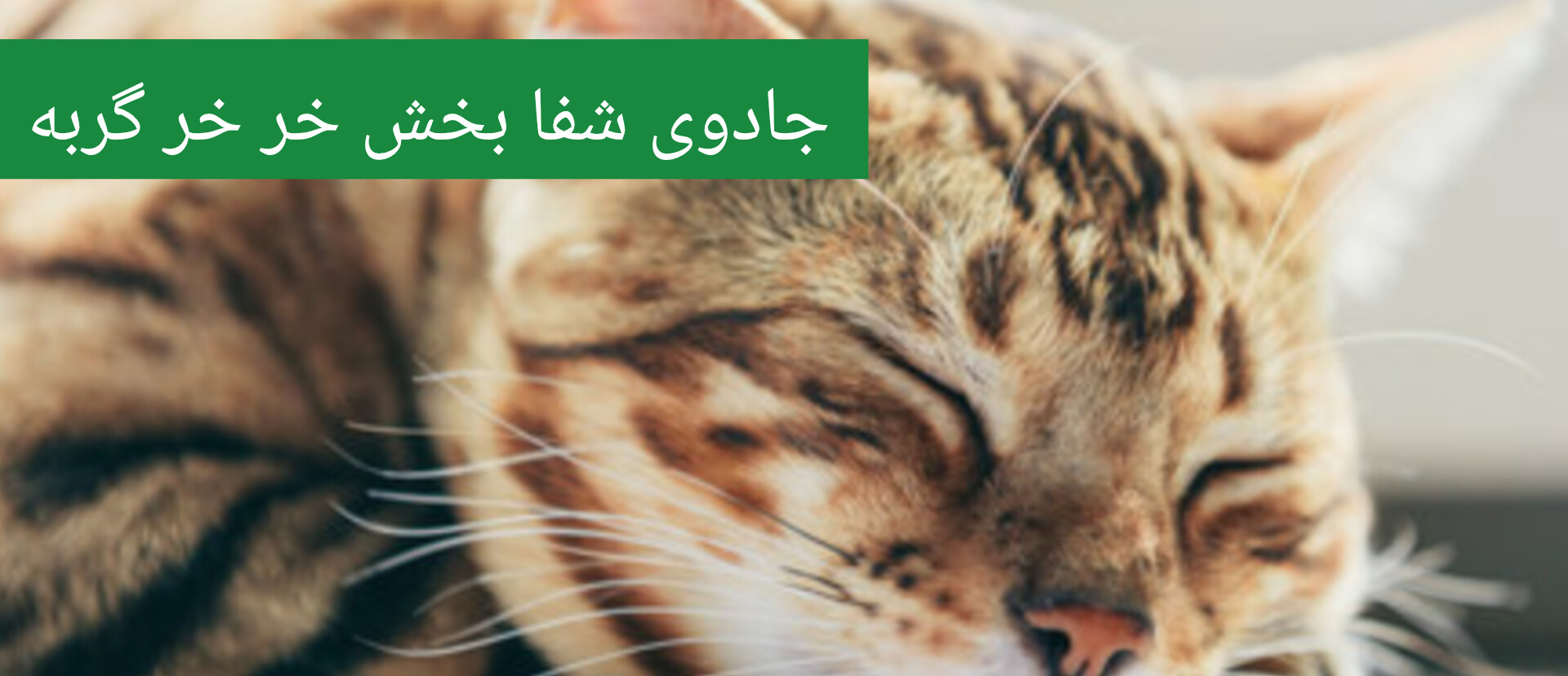 درمان با فرکانس خرخر گربه از شکستگی استخوان تا قلب و ریه