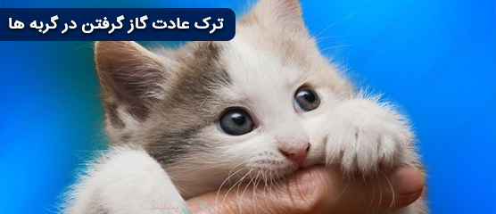 خداحافظی با گاز گرفتن گربه ، آموزش گاز نگرفتن به گربه ها