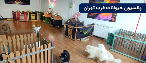 پانسیون حیوانات غرب تهران | هتل حیوانات در غرب تهران