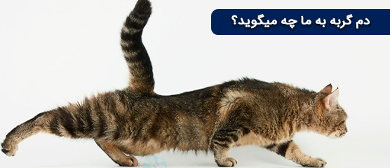دم گربه به ما چه میگوید؟ | آشنایی با زبان دم گربه