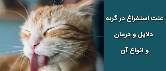 علت استفراغ گربه چیست؟از علائم تا بیماری ها و درمان 
