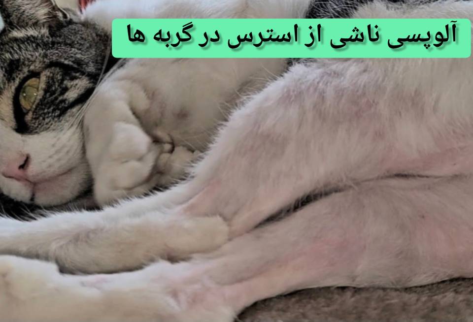 بیماری های پوستی گربه - آلوپسی ناشی از استرس در گربه ها