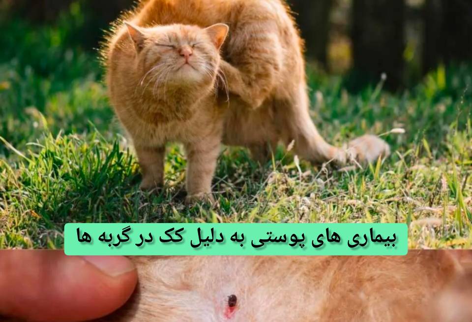 بیماری های پوستی به دلیل کک و کنه در گربه ها و خارش زیاد در گربه