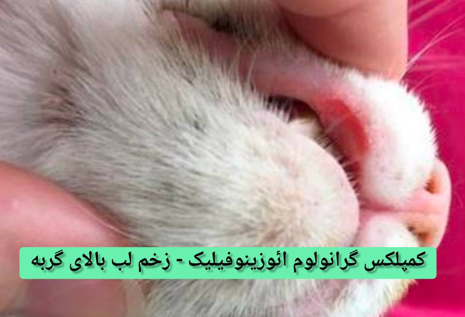 کمپلکس گرانولوم ائوزینوفیلیک (EGC) ایجاد زخمهای بدون درد روی لب بالا گربه