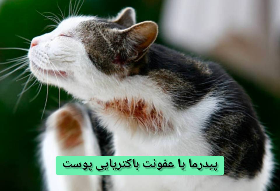 پیدرما یا عفونت باکتریایی پوست گربه - درمان بیماری های پوستی گربه
