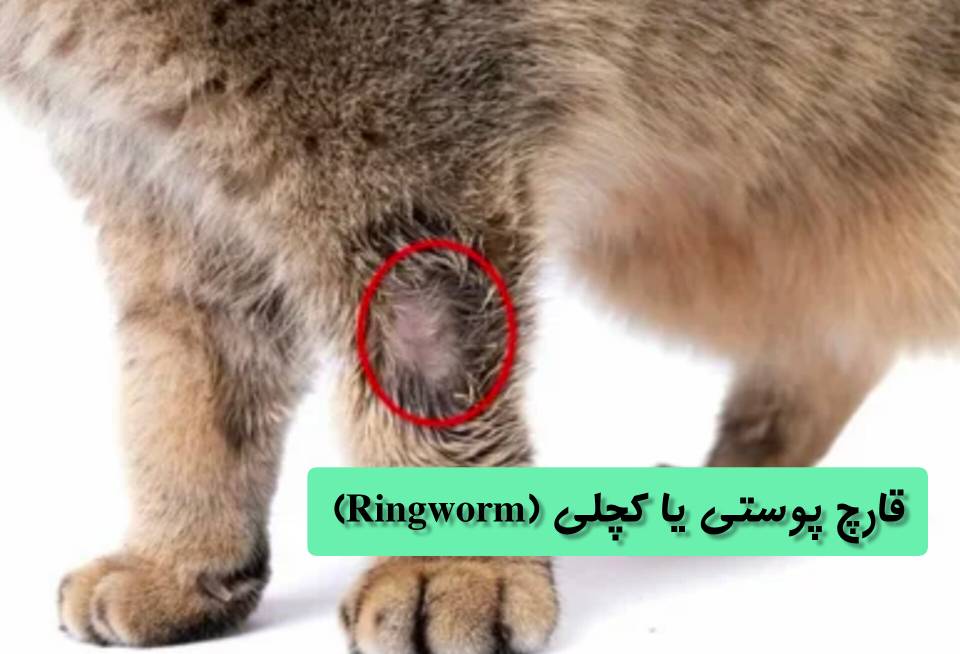 قارچ پوستی یا کچلی در گربه ها | آیا بیماری های پوستی گربه قابل انتقال به انسان است