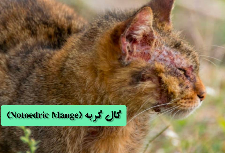 گال گربه (Notoedric Mange) یک بیماری انگلی شدید که باعث ضخیم شدن، پوسته پوسته شدن و خارش شدید پوست صورت و گوشها