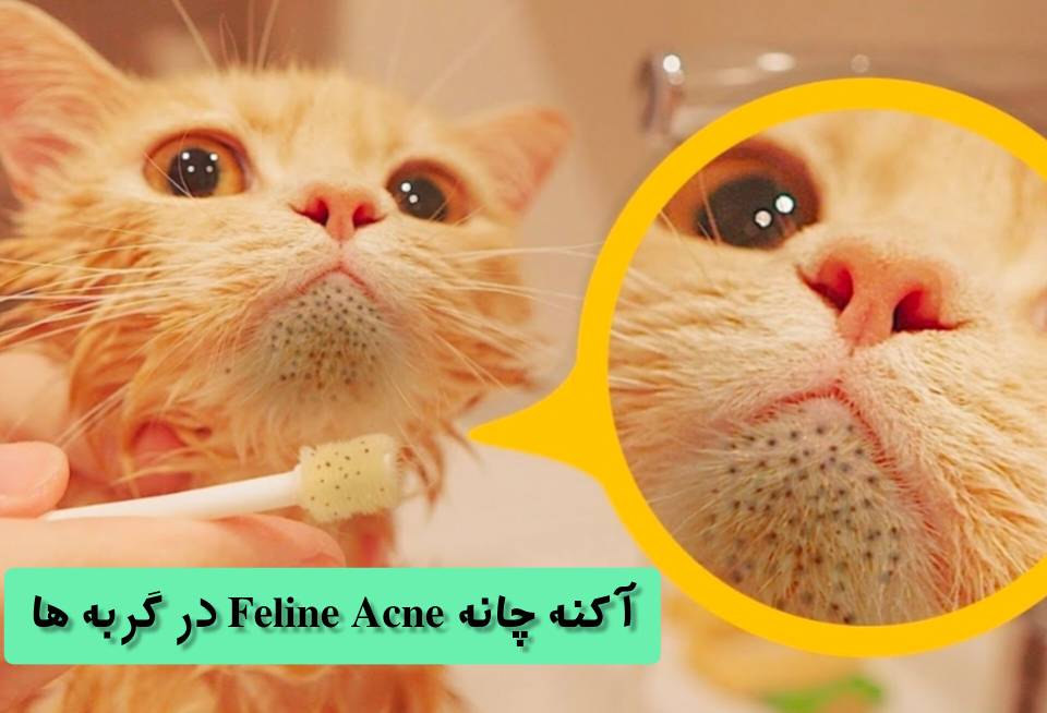 آکنه چانه گربه (Feline Acne) جوشهای سرسیاه (شبیه به خاکه زغال) روی چانه گربه
