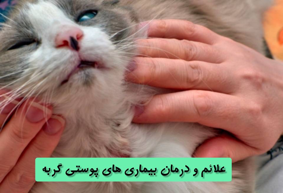 علائم و درمان بیماری‌ های پوستی گربه | معرفی شایع‌ترین مشکلات پوستی و راه‌ های پیشگیری