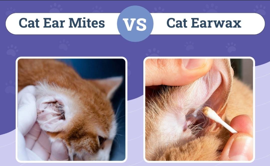 جرب گوش گربه(Ear Mites)