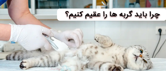 چرایی های عقیم سازی گربه ها | یک هدیه به آنها
