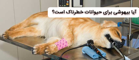 بیهوشی حیوانات خانگی؛ از عوارض تا احتمال مرگ و مراقبت بعد از عمل
