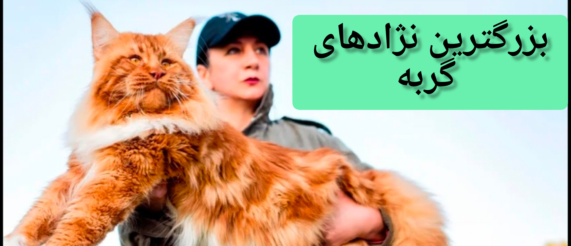 بزرگترین نژادهای گربه کدام است؟ | پت لینک سایت مراکز خدماتی حیوانات
