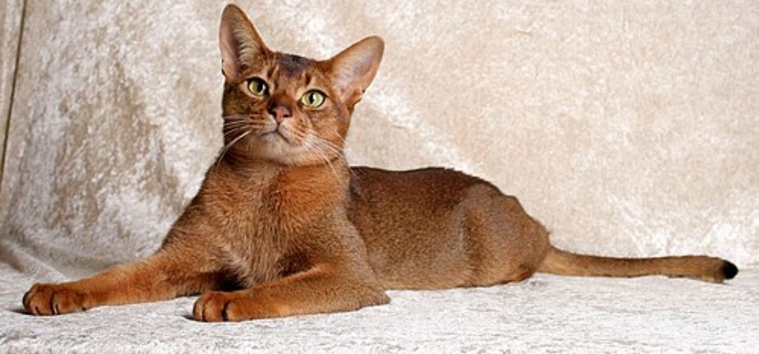 حبشی (Abyssinian)؛ دونده ماراتن | گربه های بزرگ جثه