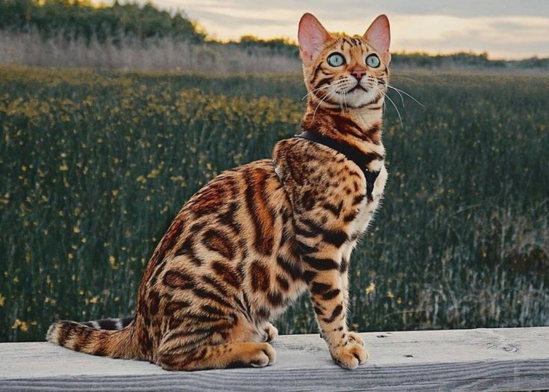 گربه بنگال (Bengal)؛ پلنگی در خانه