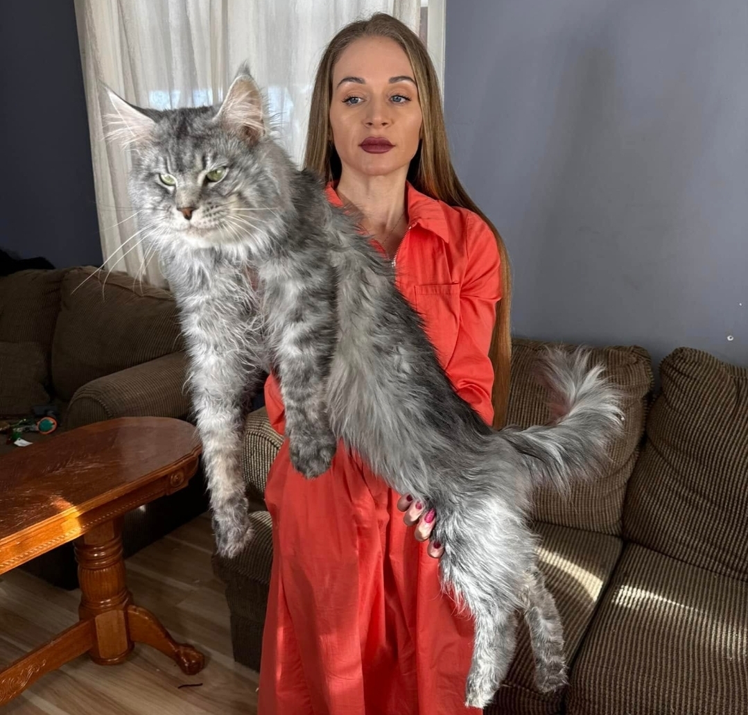 گربه مین&zwnj;کون (Maine Coon)؛ غول مهربان