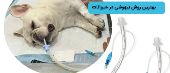 بهترین روش بیهوشی حیوانات خانگی؛ ایمن‌ترین راه کدام است؟