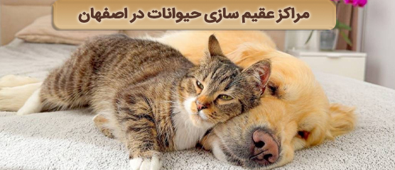 معرفی مراکز عقیم سازی سگ و گربه در اصفهان + هزینه جراحی و شماره تماس و آدرس