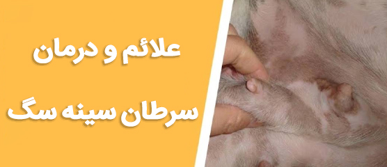 علائم و درمان سرطان سینه سگ | غده زیر شکم سگ ماده