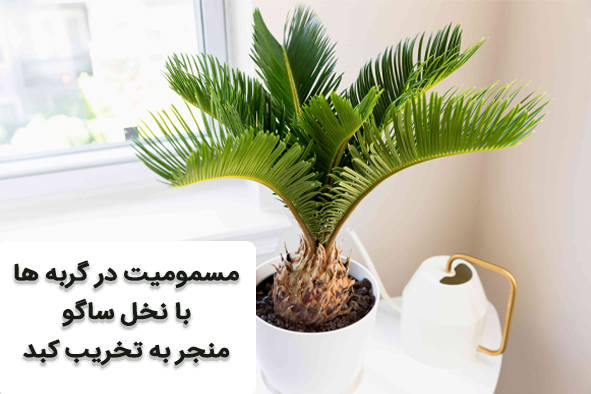 مسمومیت و تخریب کبد گربه نا نخل ساگو - درمان مسمومیت در گربه ها