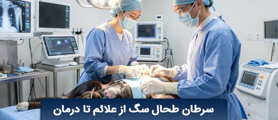 سرطان طحال در سگ‌ها؛ راهنمای جامع علائم، تشخیص و نجات جان پت